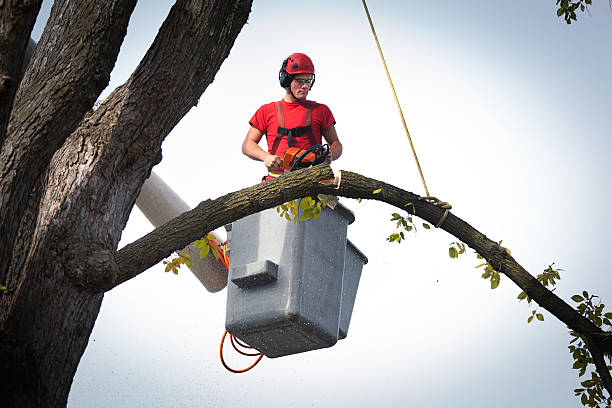 Reliable Croton On Hudson, NY Tree Services Solutions